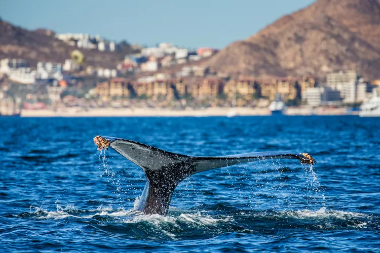 Go on a whale-watching tour