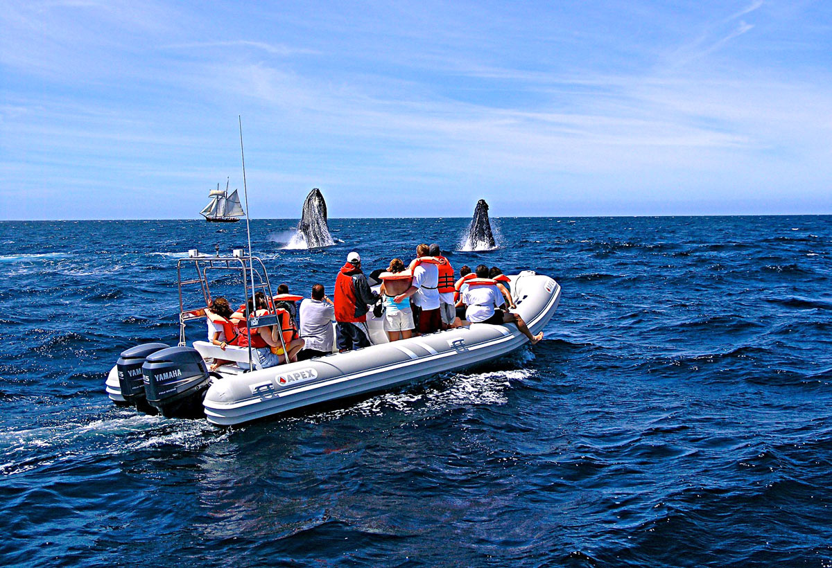 Cabo Expeditions – Sea Tours