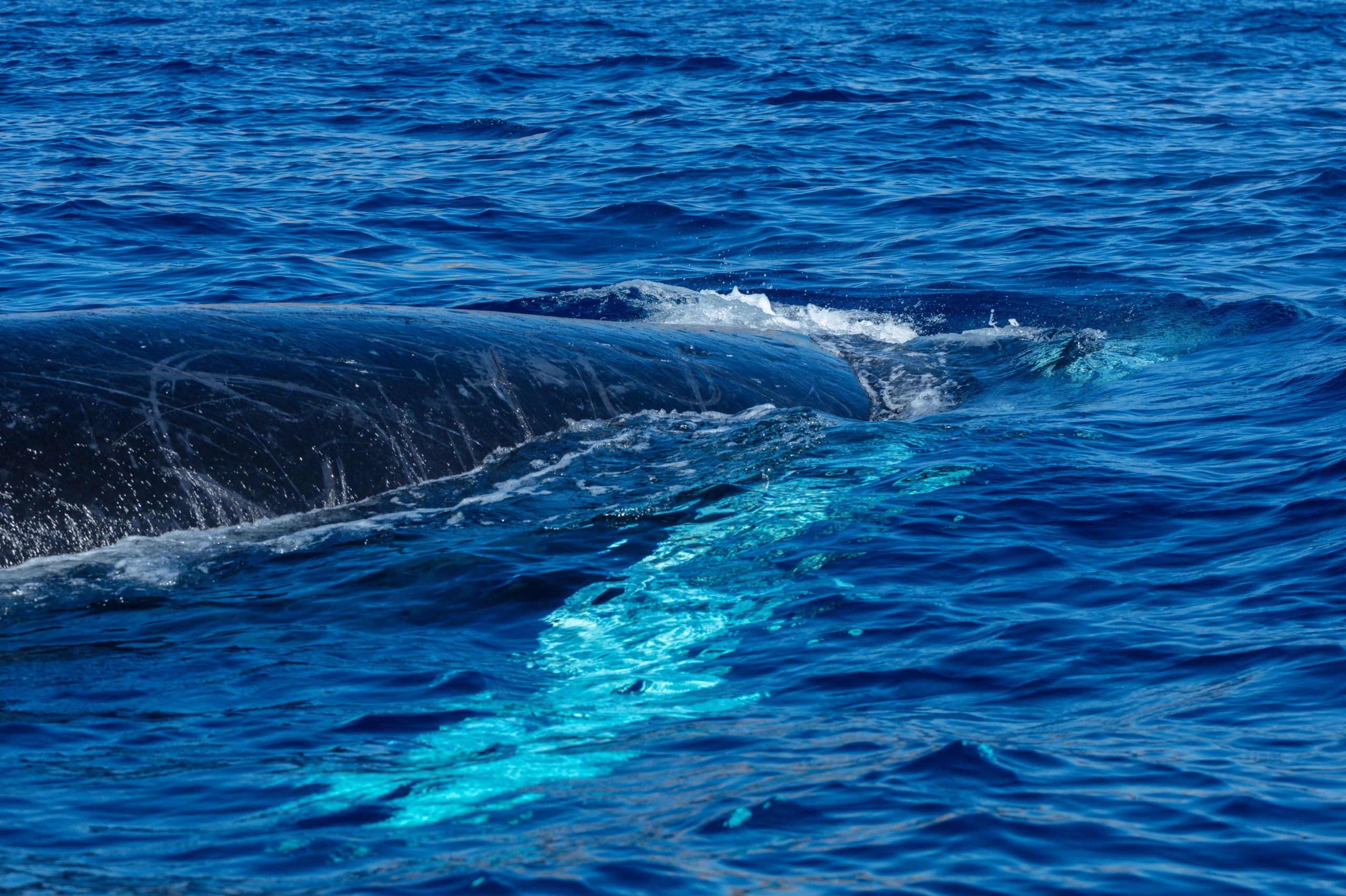 Whale watching tour